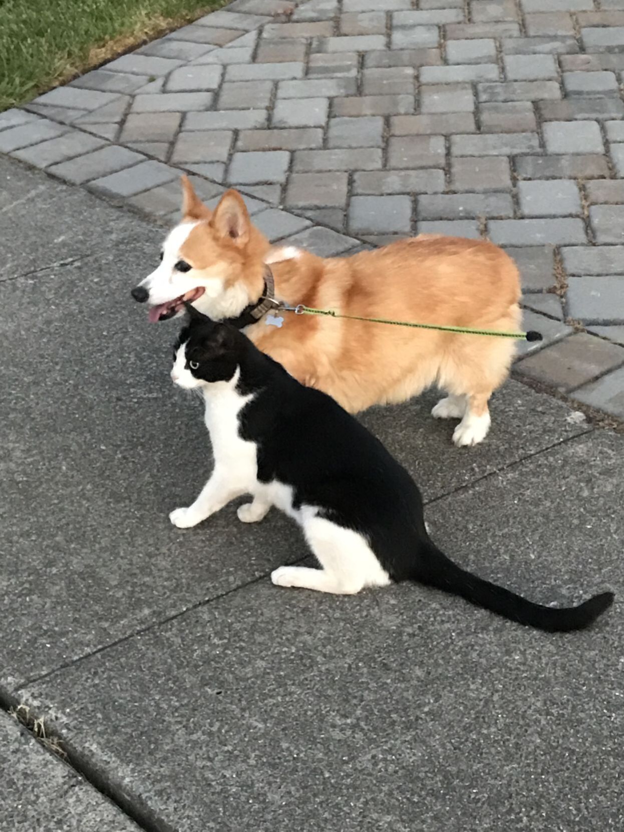 Georgie and Trixie